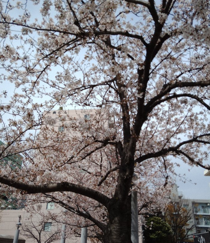 Someiyoshino Sakura Memorial Park-Komagome必去景点