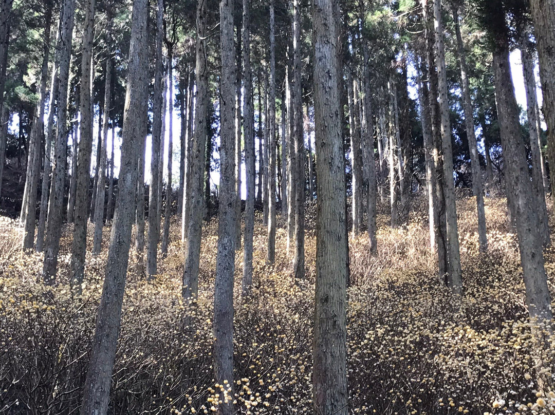 Mitsumata Forest景点图片