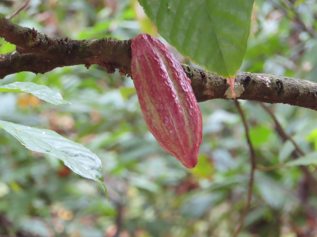 Tobago Cocoa Estate景点图片