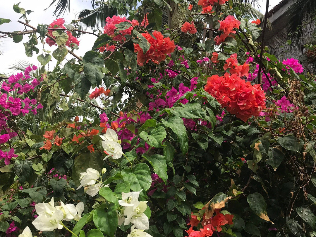 椰树林海滩度假村主图