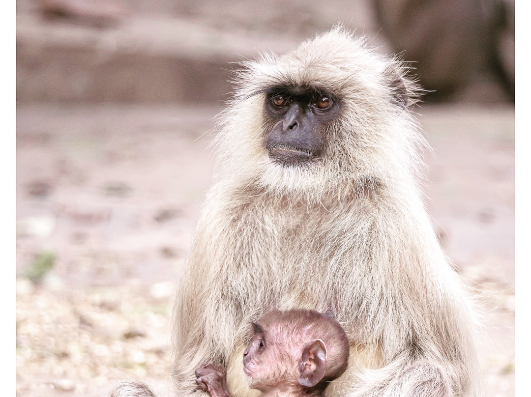 TripSthan-新德里必去景点