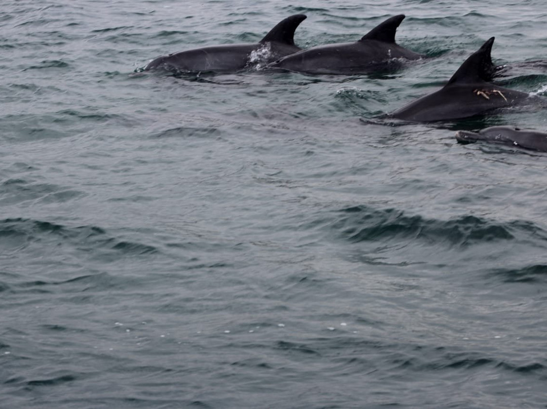 Umhlanga Ocean Charters-德班必去景点