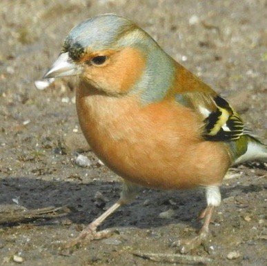 RSPB Swell Wood Nature Reserve-汤顿必去景点