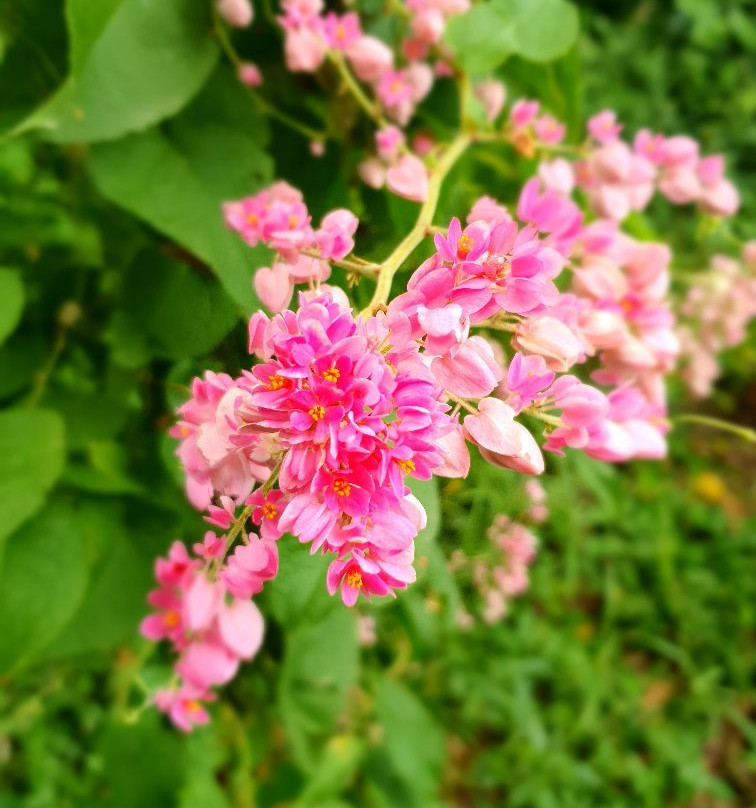 Ilet la Mere-卡宴必去景点