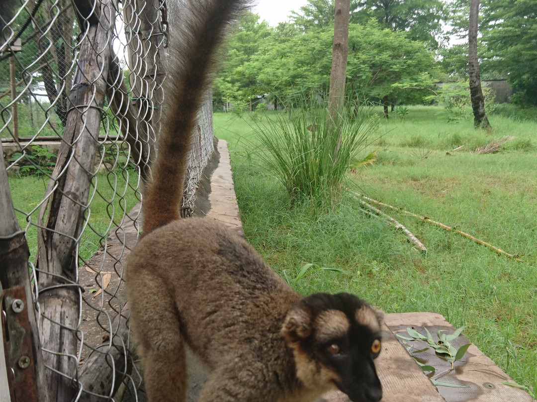 Eco Parc Reniala景点图片