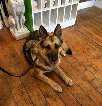 Paws On Sofas-Haworth必去景点