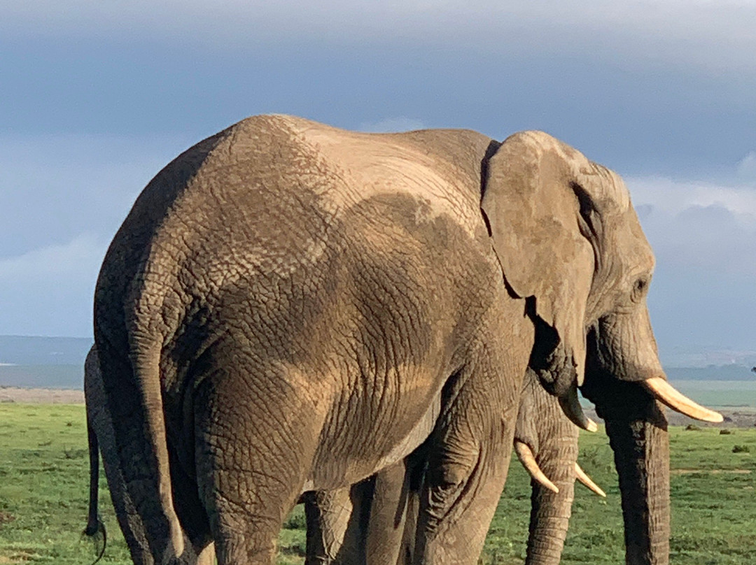 Garden Route Game Lodge Day Safaris-阿尔贝蒂娜必去景点