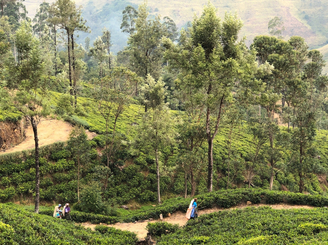 Claverton Cottage主图