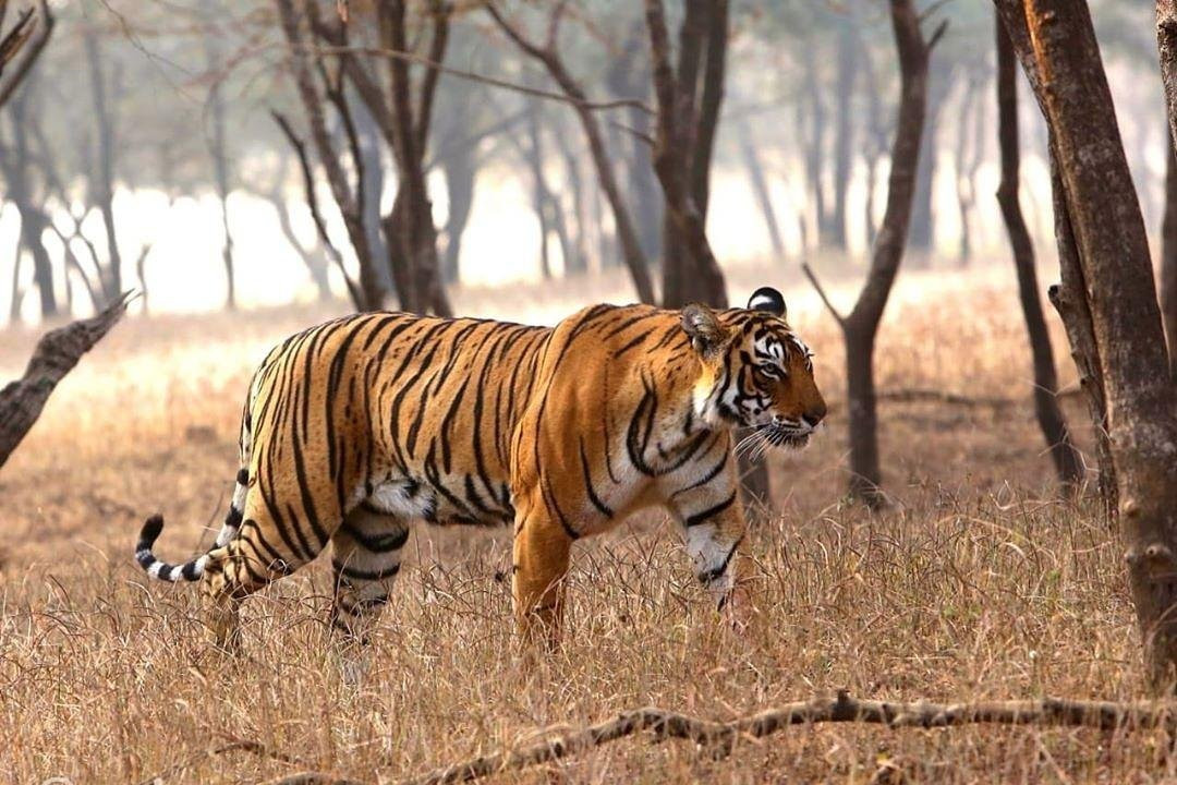 ranthambore safari 360-瑟瓦伊马托布尔必去景点