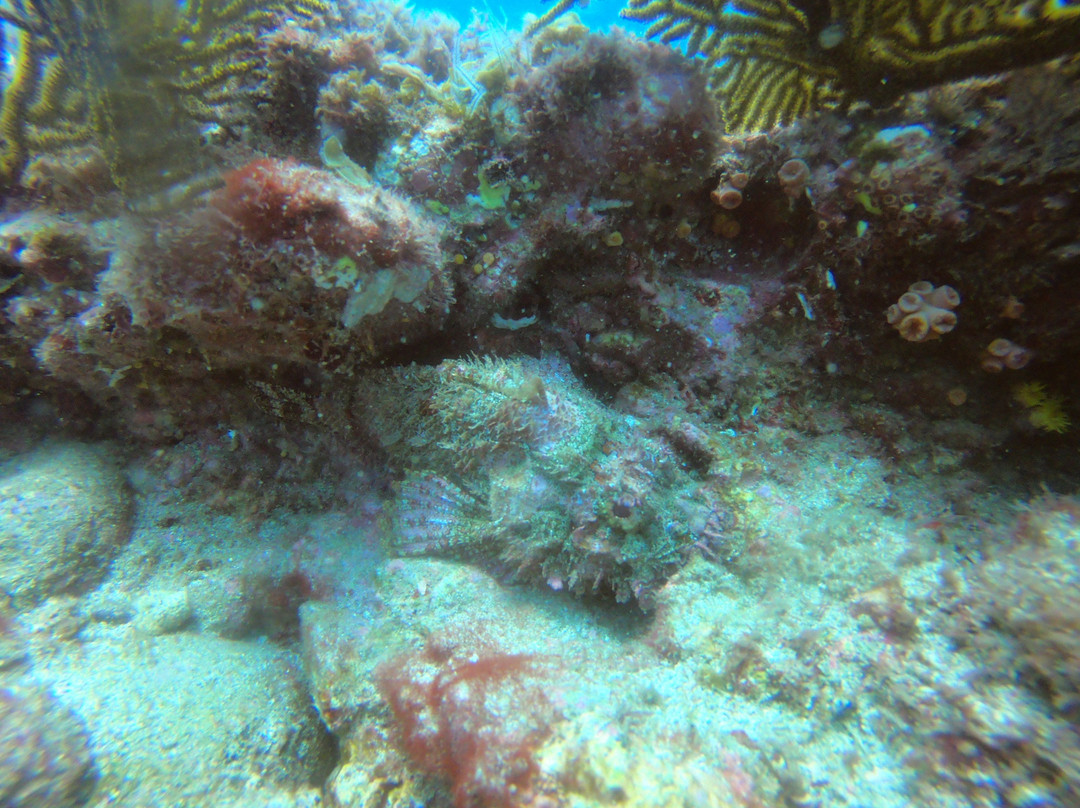 Native Diving-Puerto Lopez必去景点