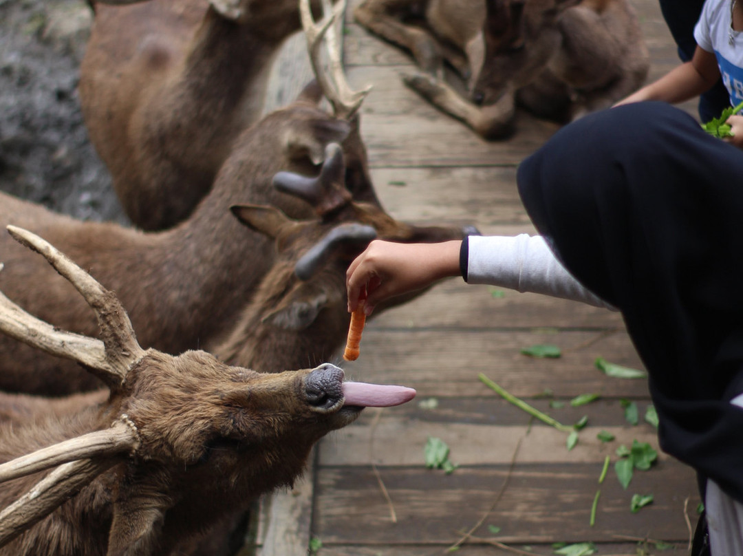 Kampung Cai Ranca Upas-万隆必去景点