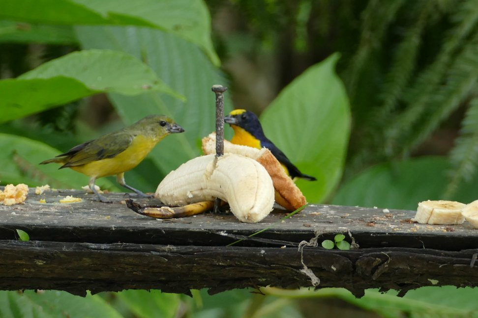 Hacienda Anacaona主图