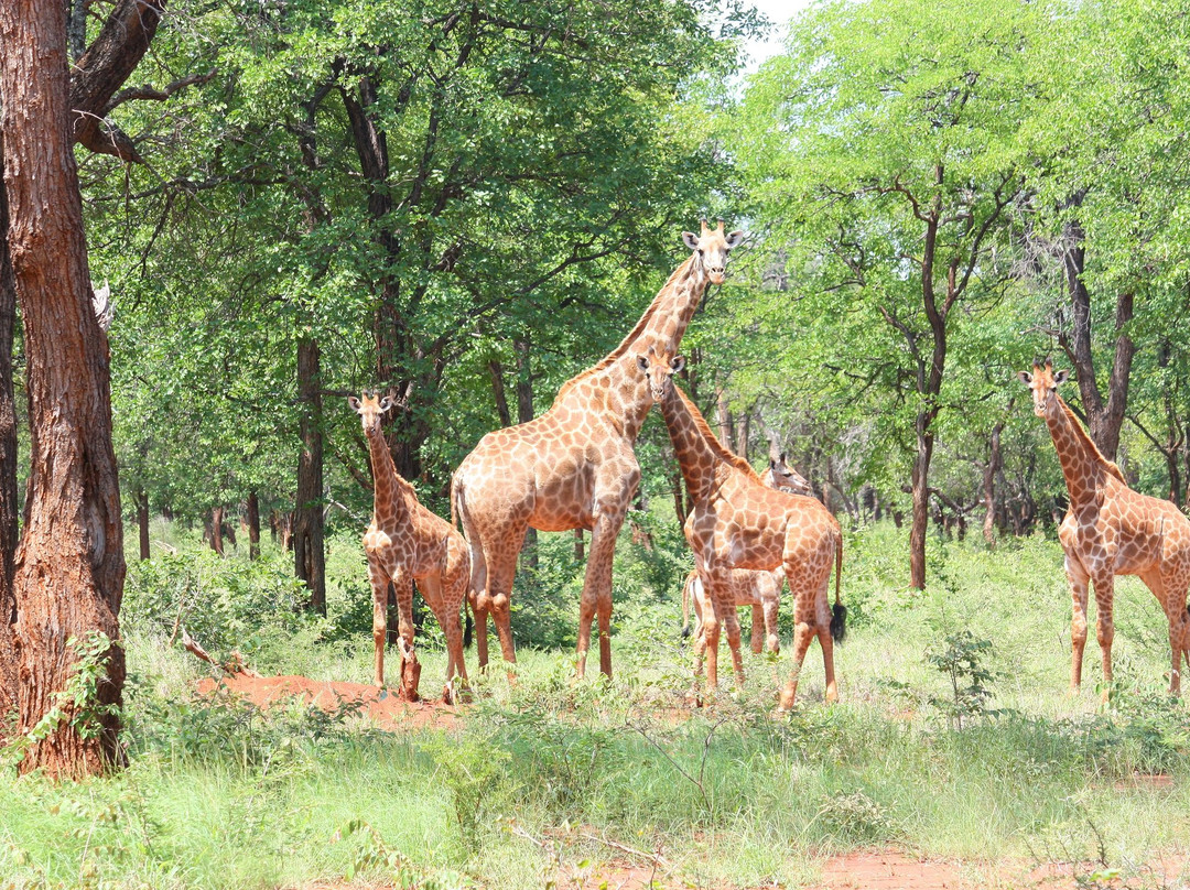 Tambuzi Safaris-霍德斯普鲁特必去景点