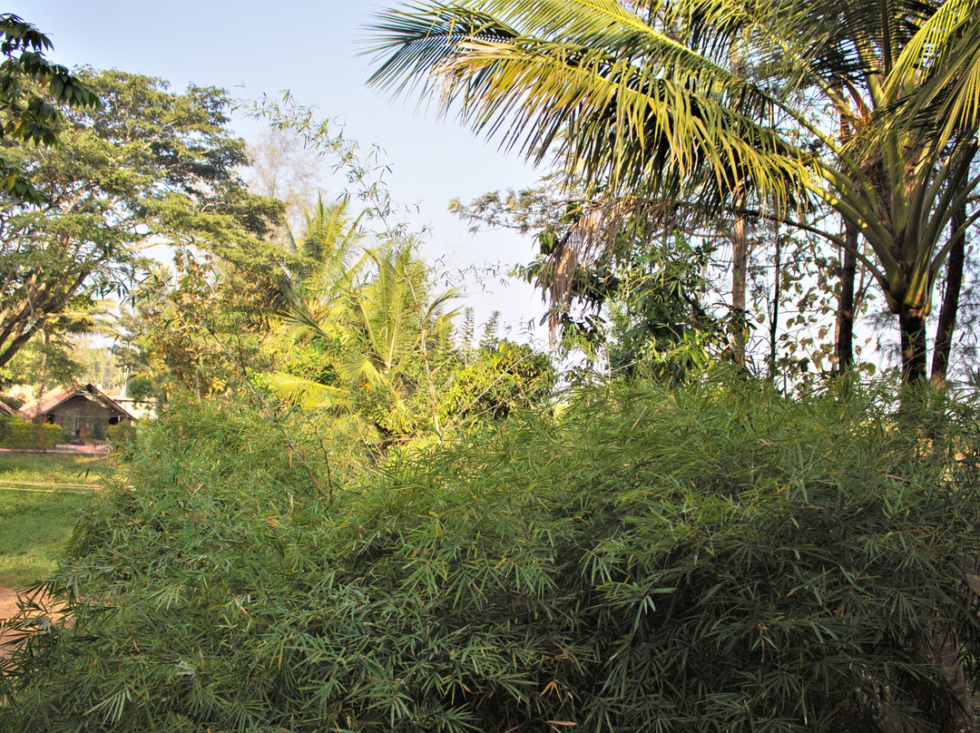 Jungle Inn主图