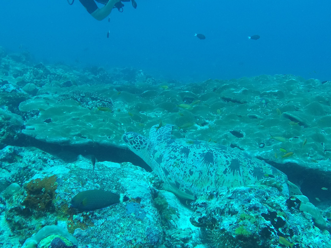 Eco Dive Club景点图片