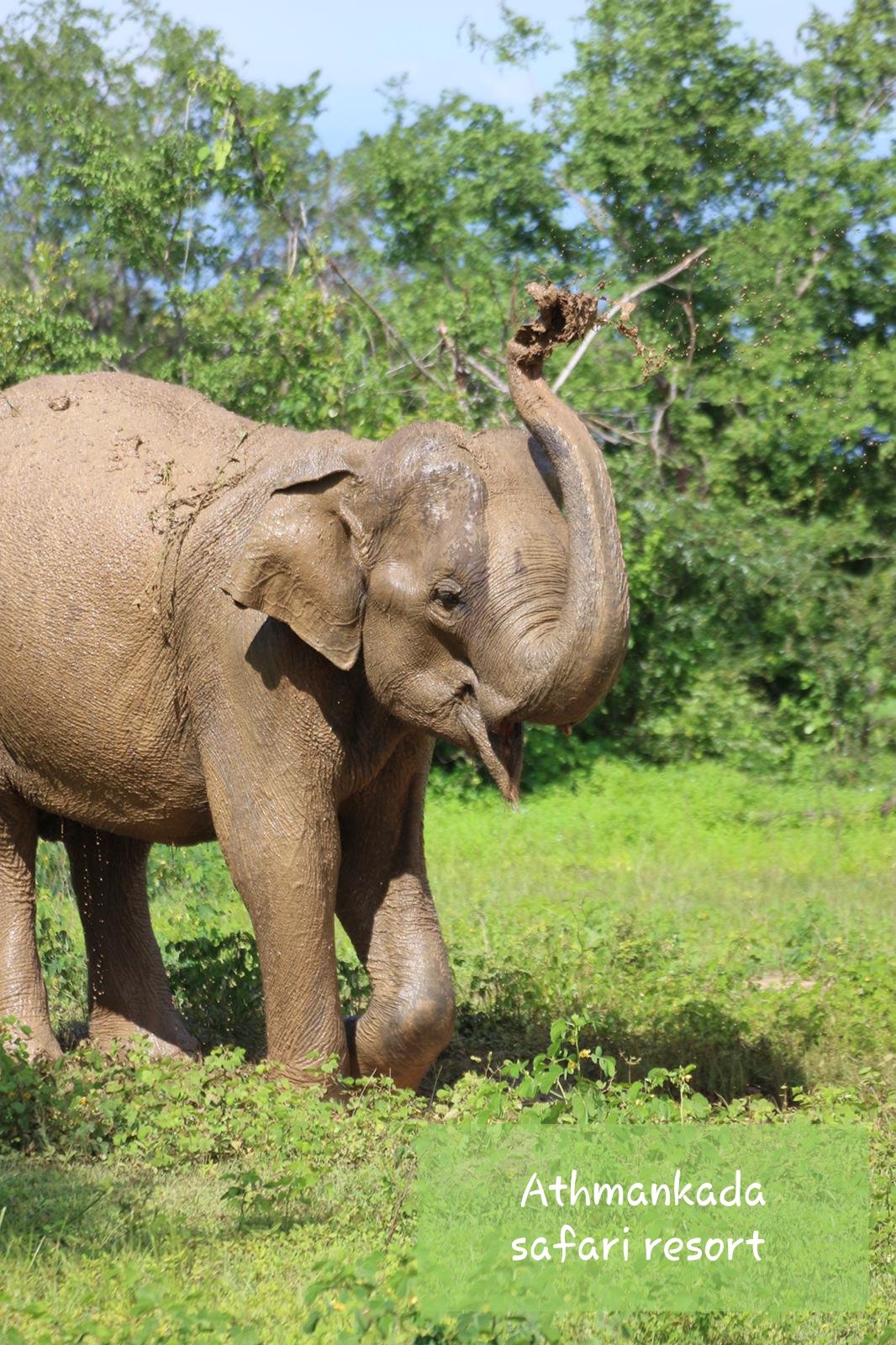 Mango Tree House-portrait