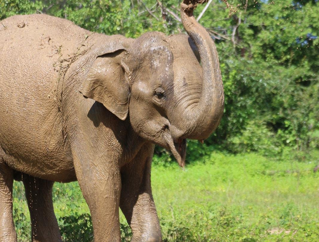 Mango Tree House主图