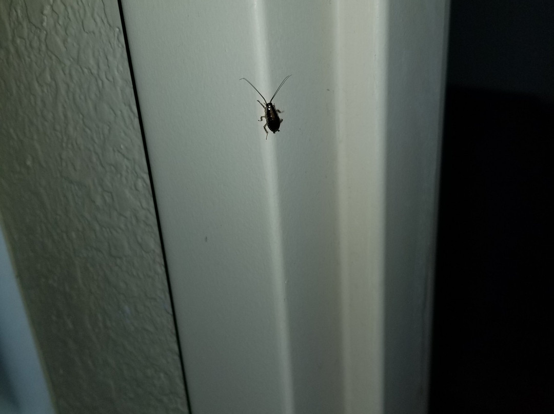 Extended Stay America Columbia - Laurel - Ft. Meade主图