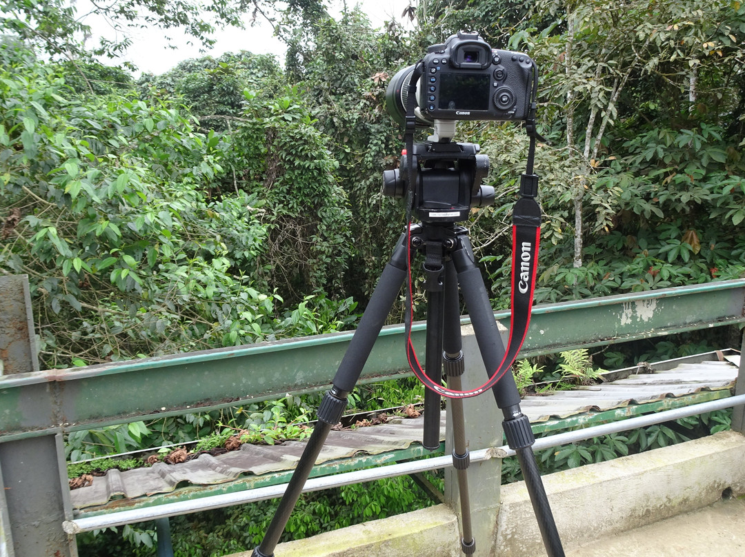 Rio Silanche Bird Sanctuary景点图片