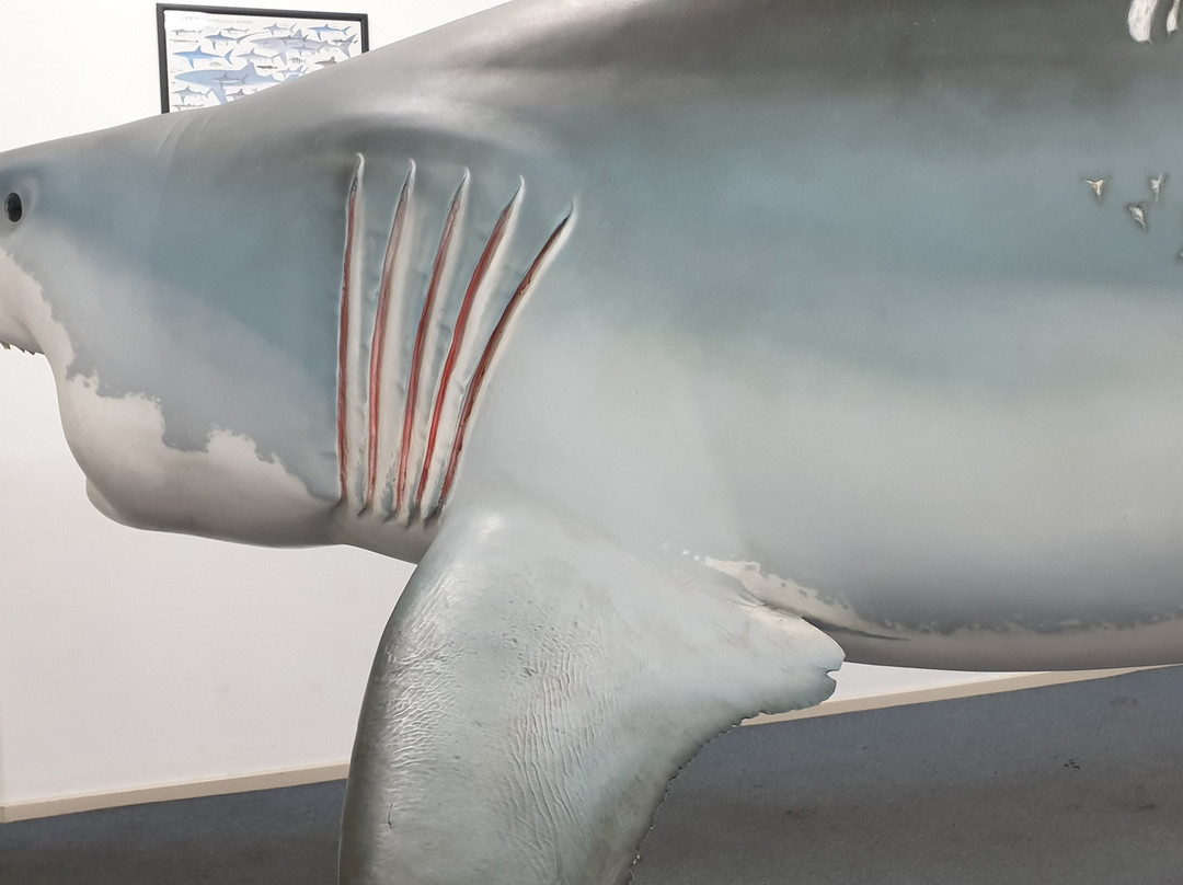 Great White Shark Replica景点图片