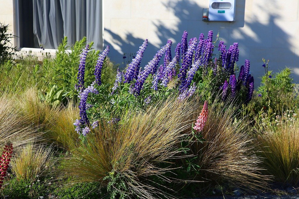 蒂卡波高地主图