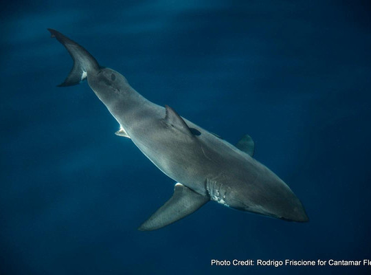 Cantamar Liveaboards-Isla Socorro必去景点