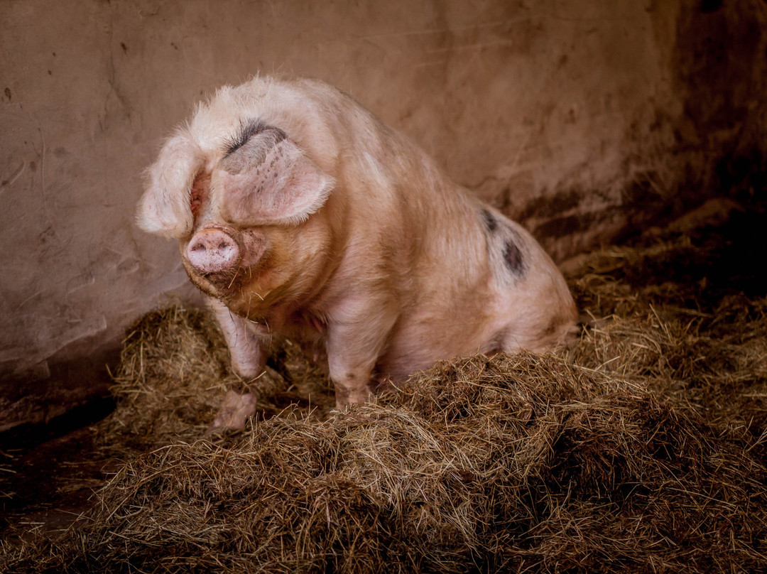 Hawkshead Hall Farm  Campsite景点图片