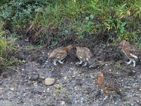 Aramark-德纳利国家公园和自然保护区必去景点