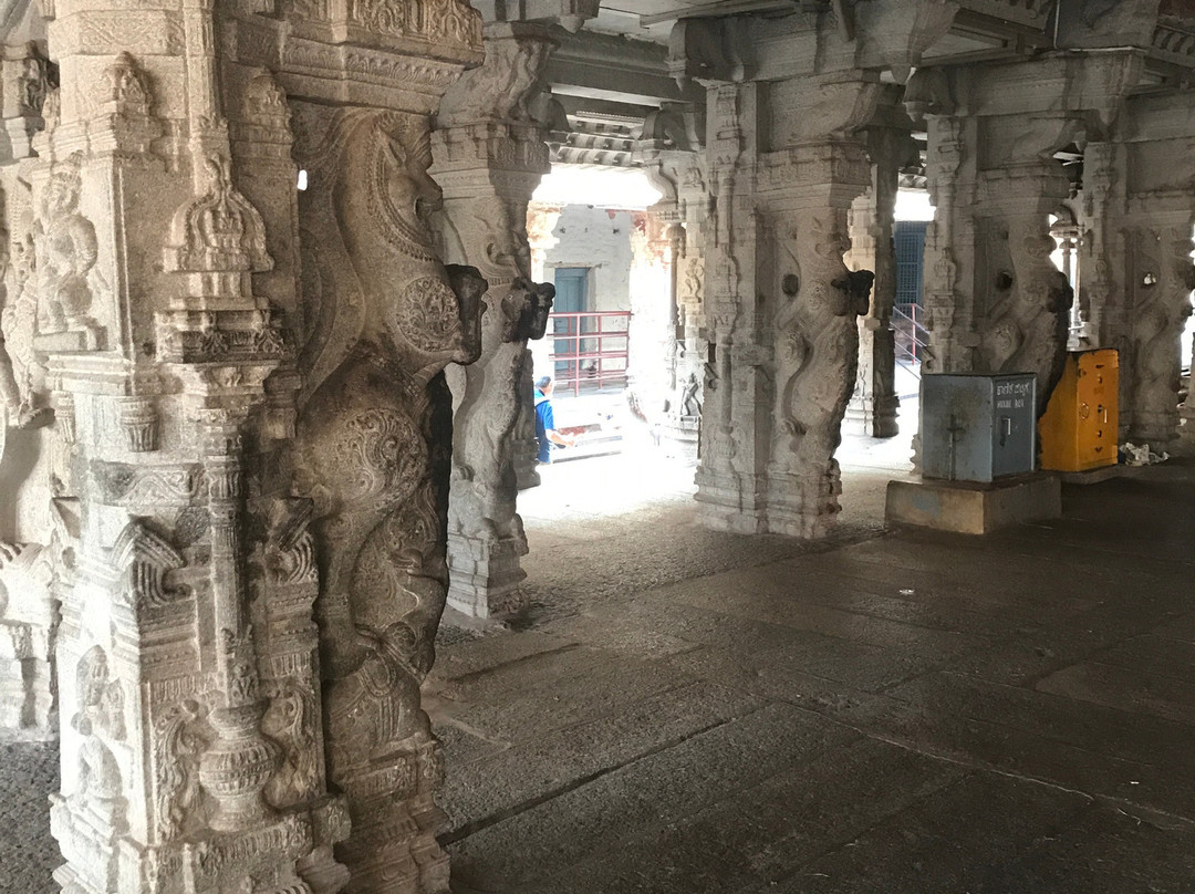 Lakshmi the Elephant景点图片