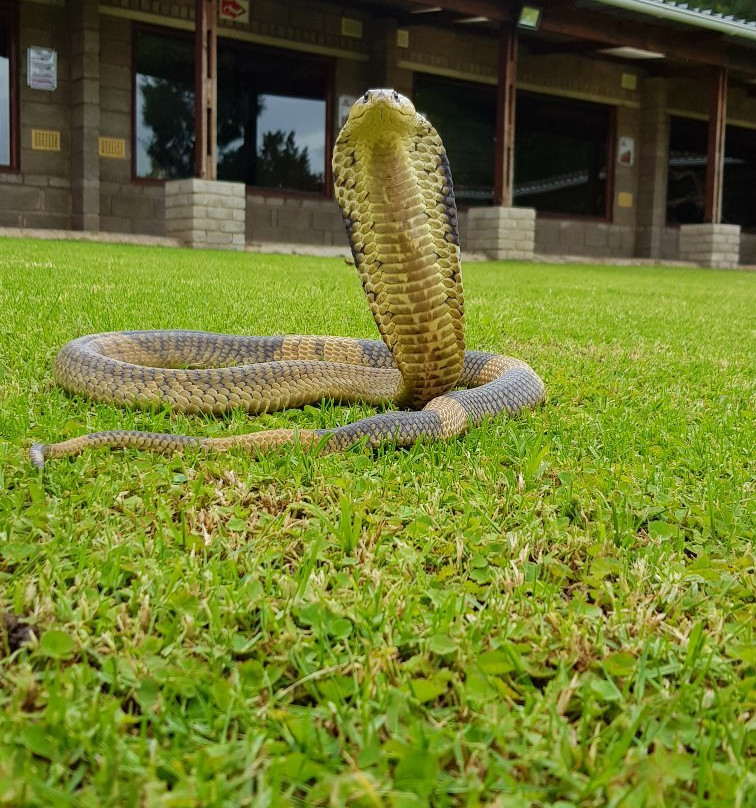 The Venom Pit Snake Park-东伦敦必去景点