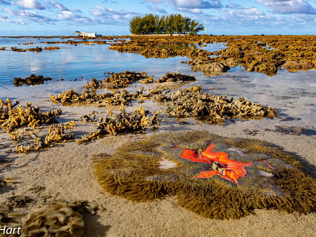 WhaleSwim Adventures-莫雷阿岛必去景点