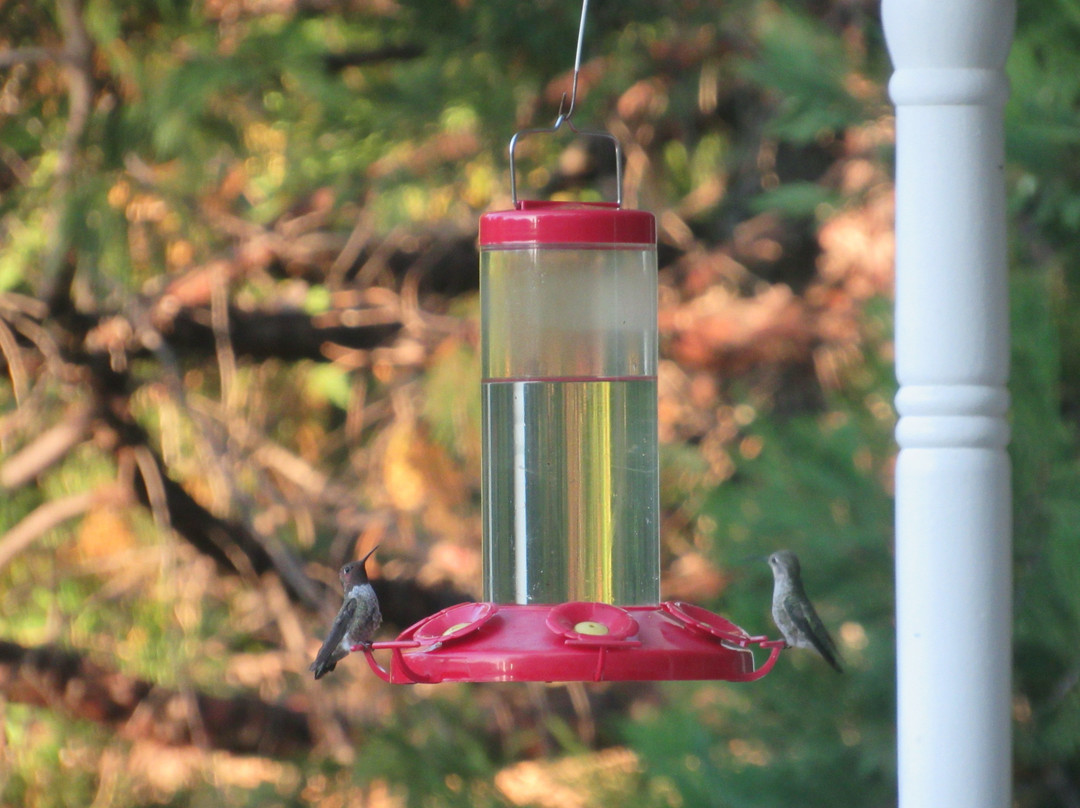 Blackberry Inn at Yosemite主图