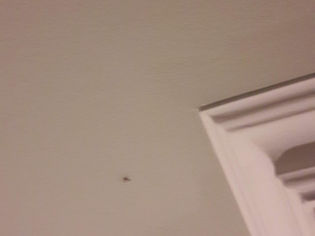 Hotel Walserwirt主图