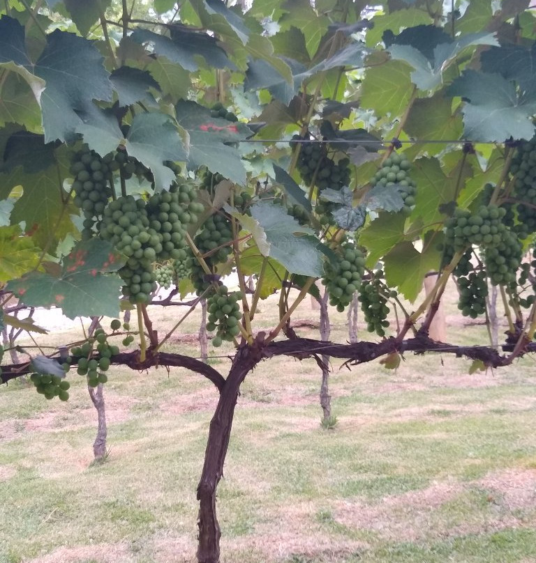 Terra do Vinho-Sao Roque必去景点