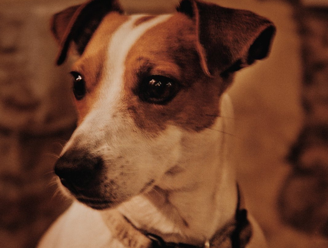 Kostanjica旅游攻略图片