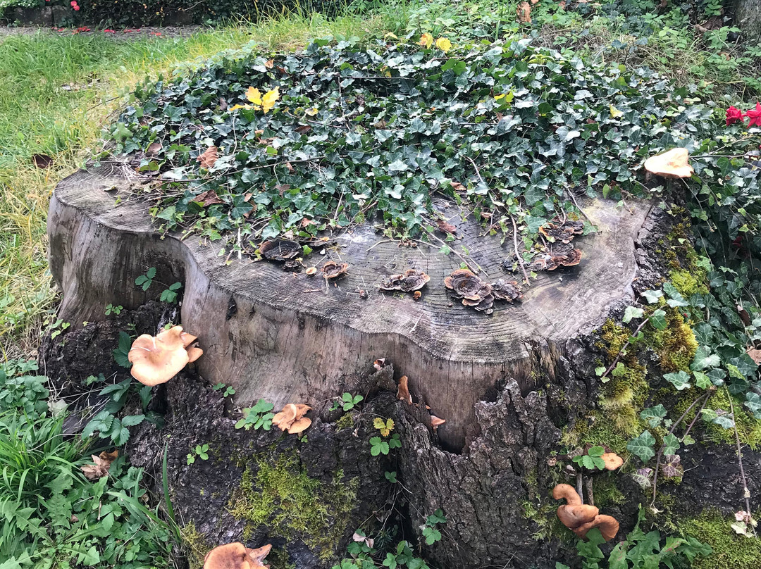 Old Cemetery Berchtesgaden-贝希特斯加登必去景点