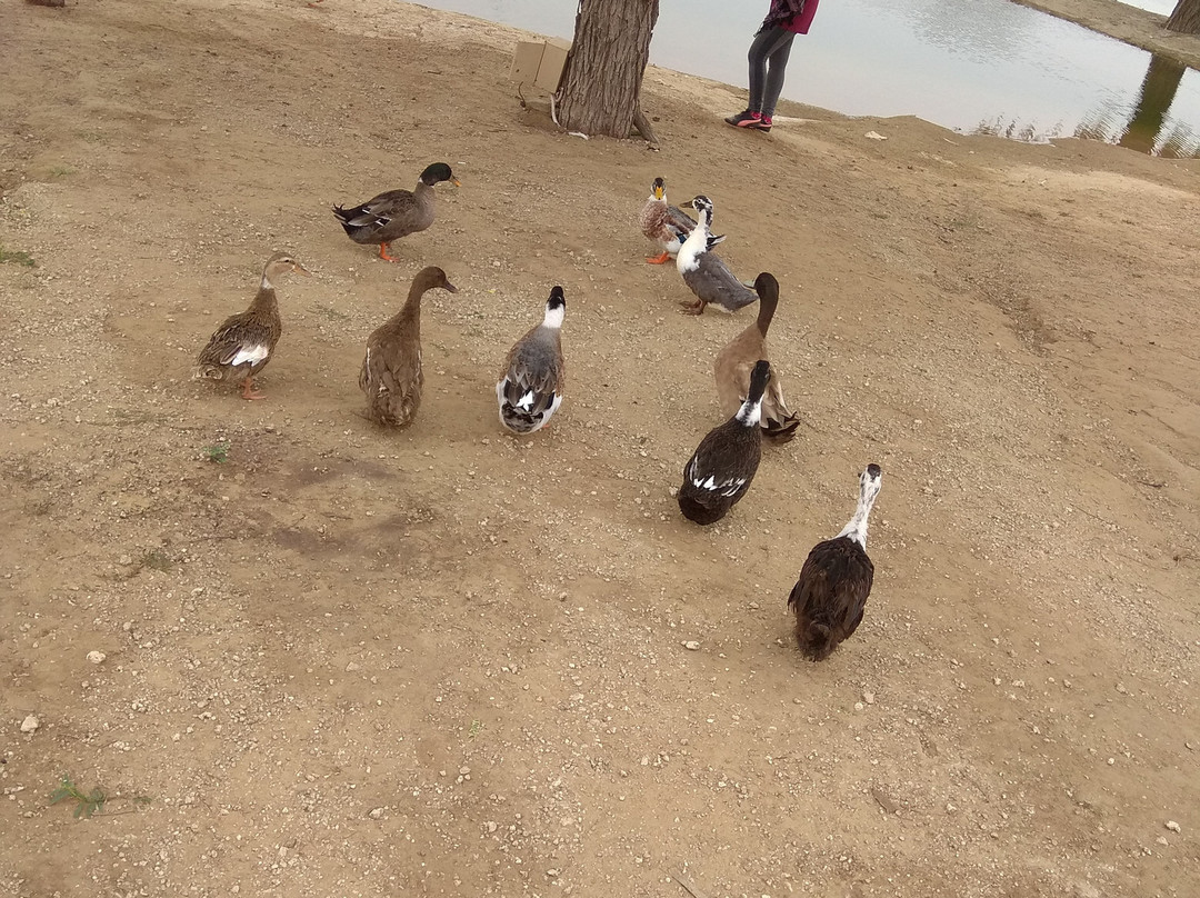 Khimsar Sand Dunes Village主图