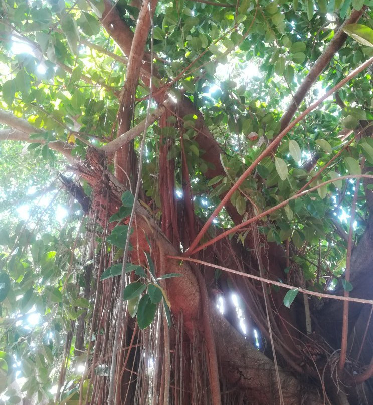 Millot Plantation景点图片