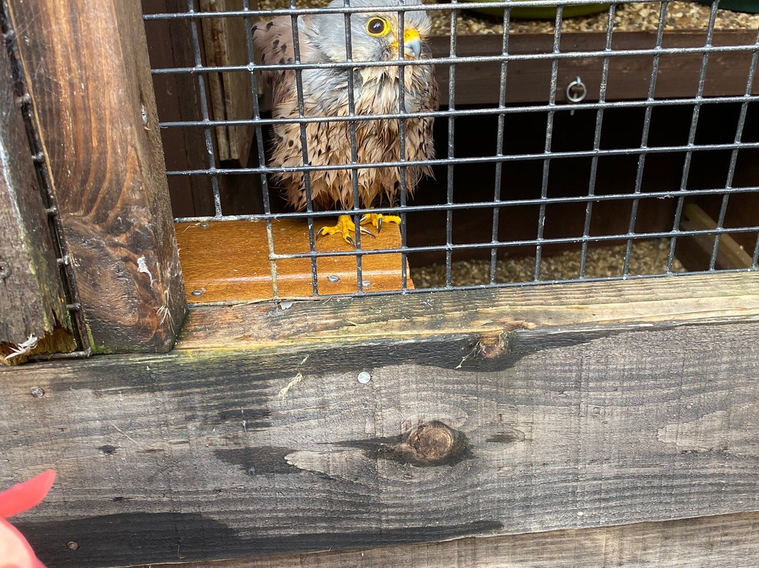 Fir Tree Falconry景点图片