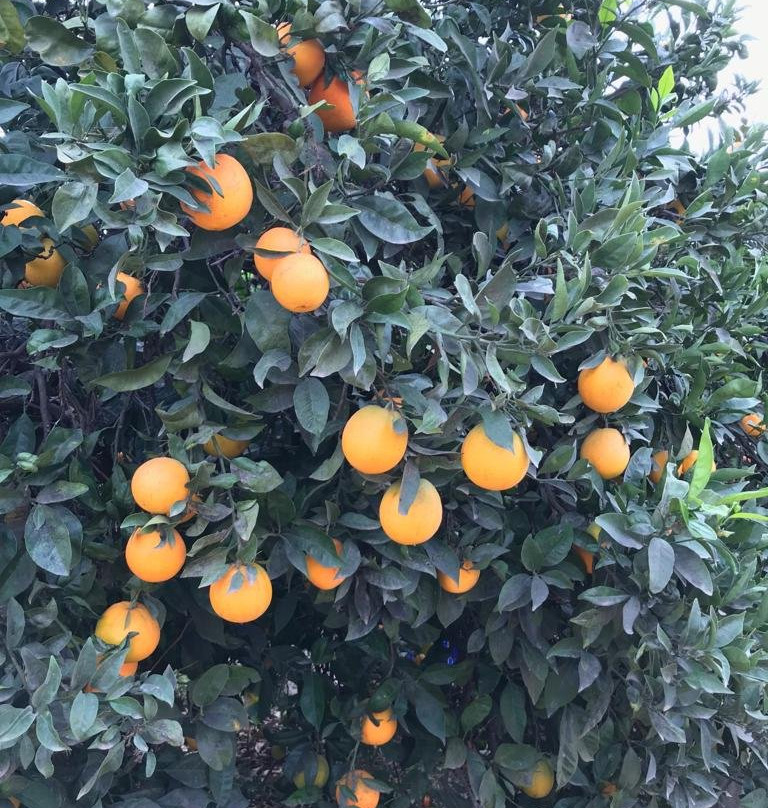 Mr Frutas景点图片