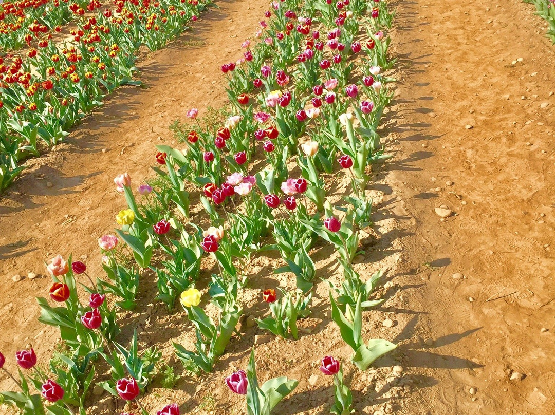 Tulipani Italiani Arese景点图片