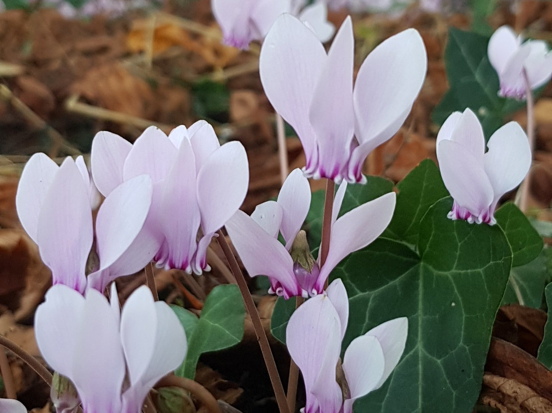 Manoir de Jouralem主图