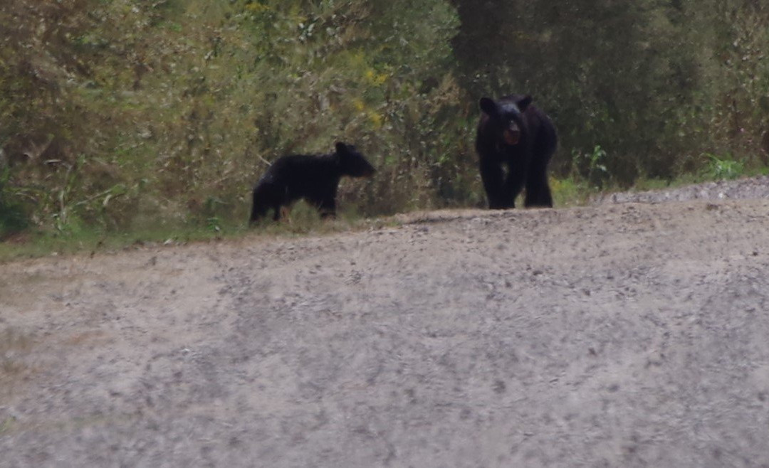 Tensas River National Wildlife Refuge景点图片