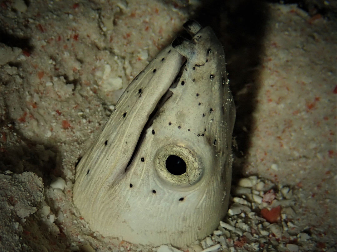 Komodo Dive Center景点图片