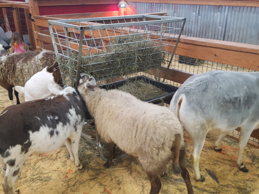 Debbie Dolittle's Indoor Petting Zoo景点图片