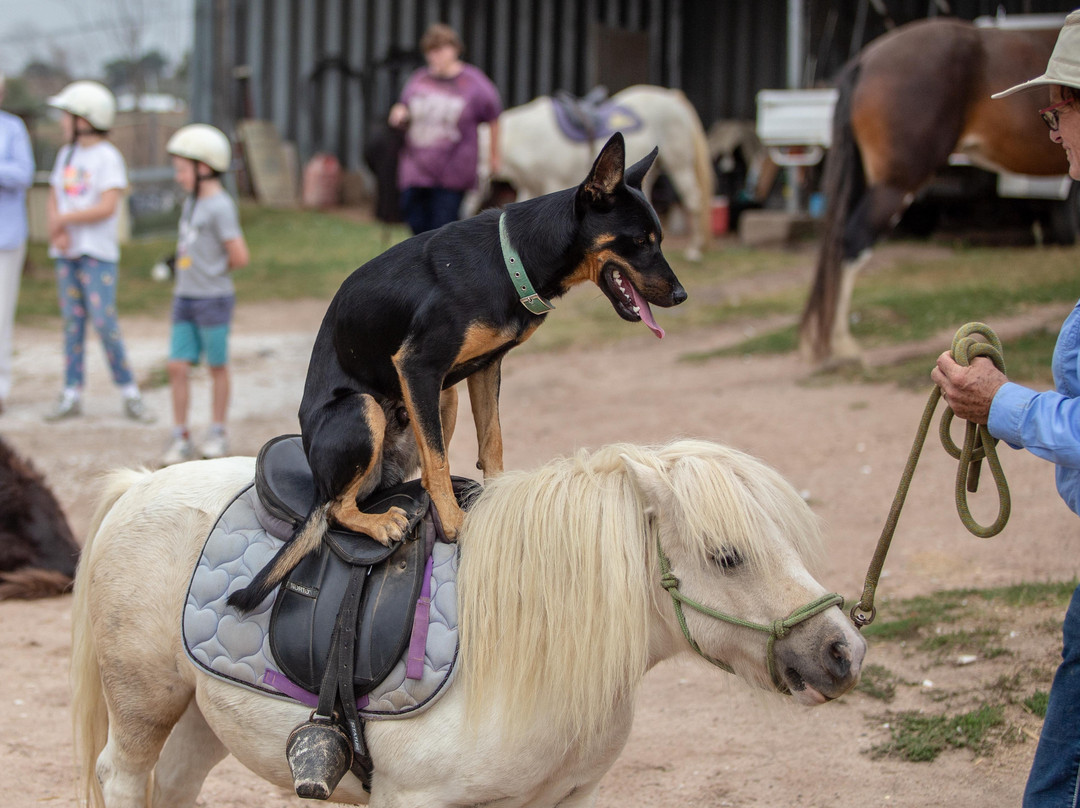 Bathurst Farm Experience and Led Pony Rides景点图片