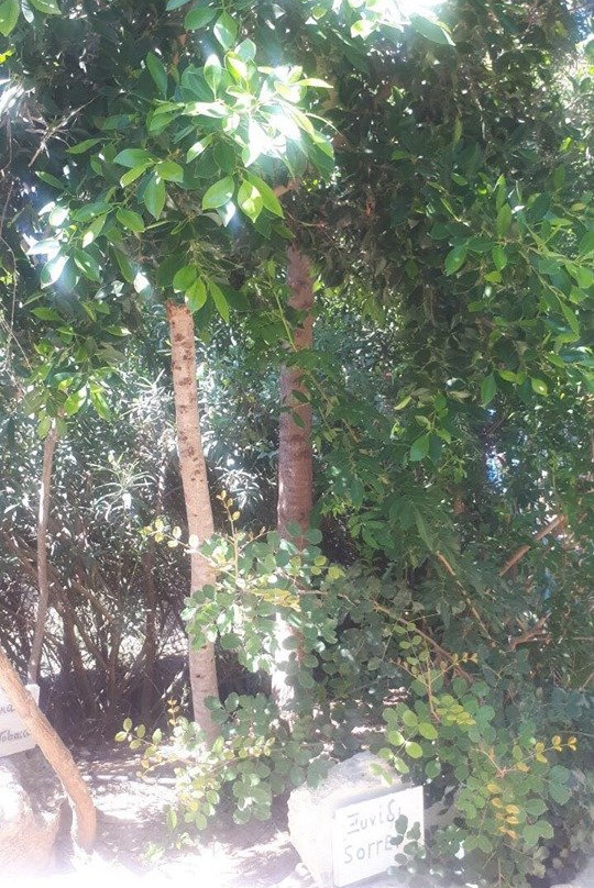 Medflora Museum Cyprus-Trachoni必去景点