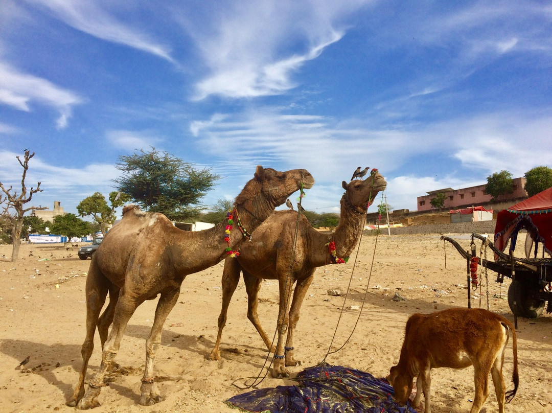 Shankar Camel Safari Pushkar-普希卡必去景点