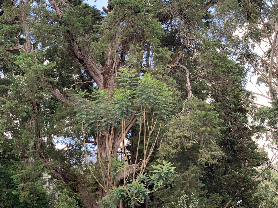 Nuwara Eliya Day Tours-奴娃拉伊利雅必去景点