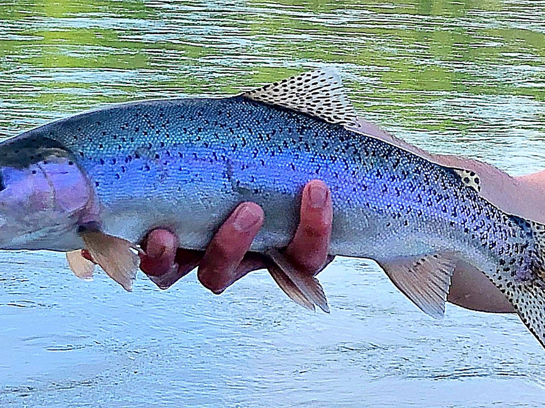 Justin White Fishing-雷丁必去景点
